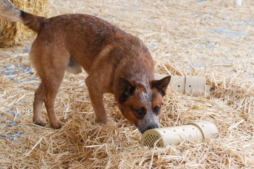 Cattle dog during an instinct test checking out tubes to find a hidden rat