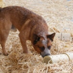 Vitamin K for Dogs: What Pet Parents Should Know