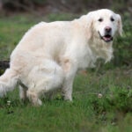 Yucca Extract for Dogs: Does It Help Reduce Odor or Gas?