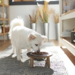 Fiber for Dogs: Benefits and How To Add It to Your Dog’s Diet