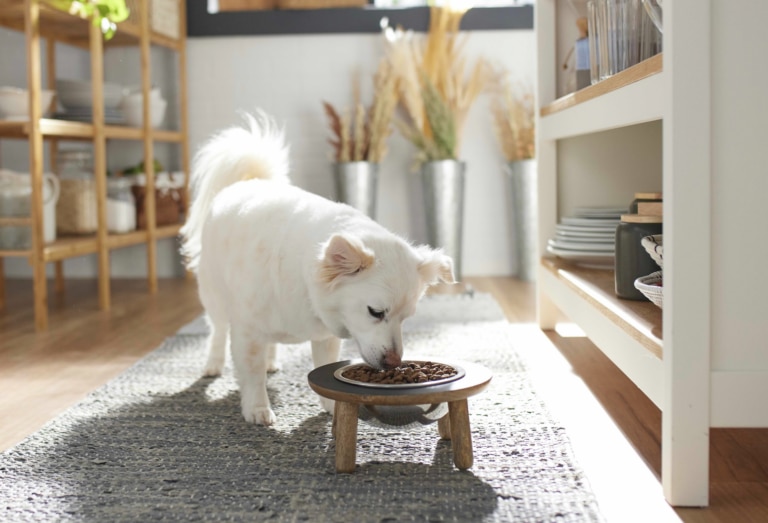 fiber for dogs