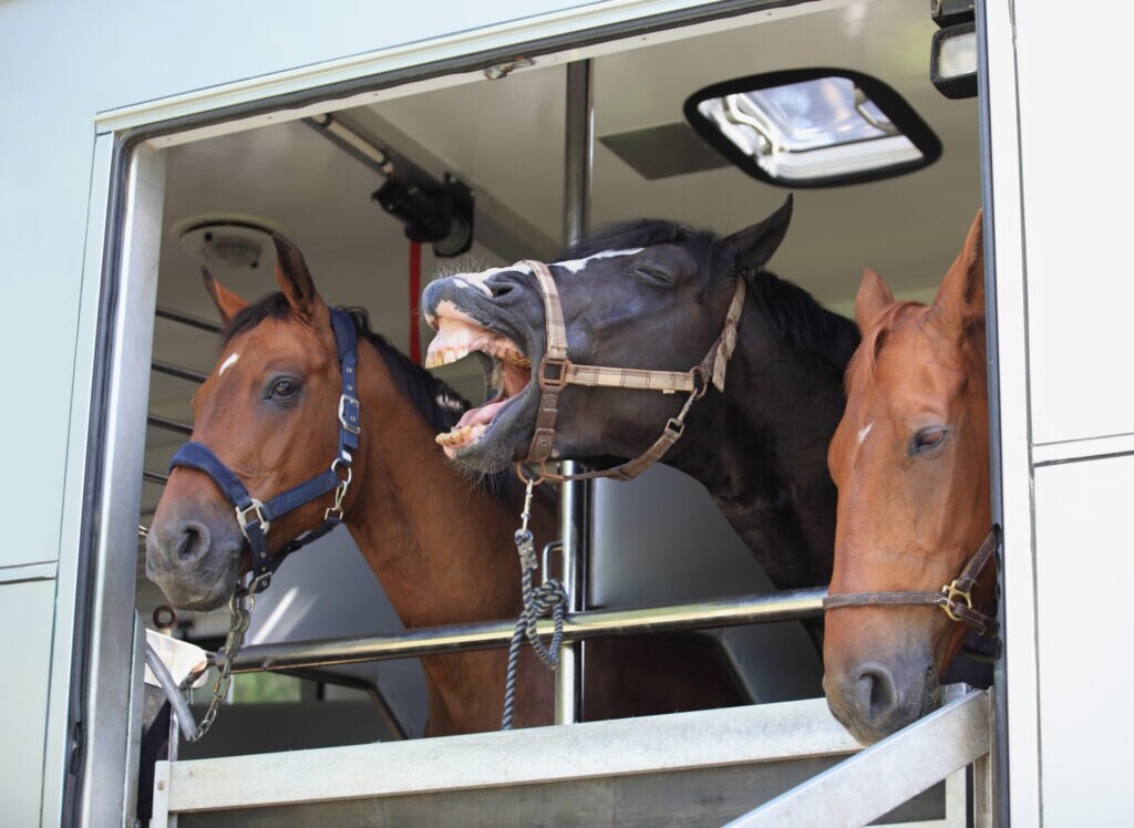 Three horses on a horse trailer with one yawning