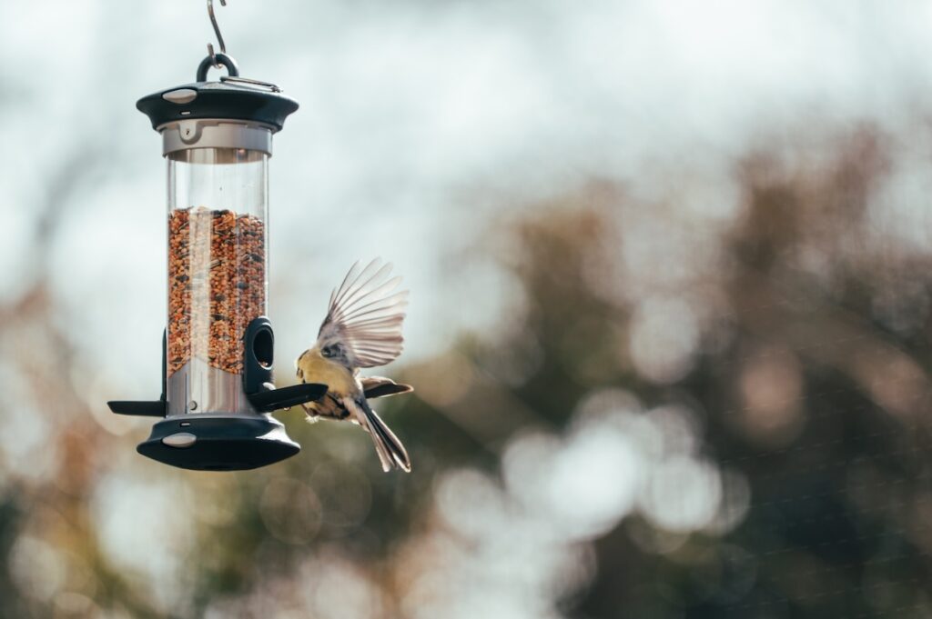 A bird sits at a bird feeder. Learn the different types of wild bird food.