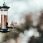 What to Know About the Different Types of Wild Bird Food