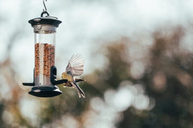 A bird sits at a bird feeder. Learn the different types of wild bird food.
