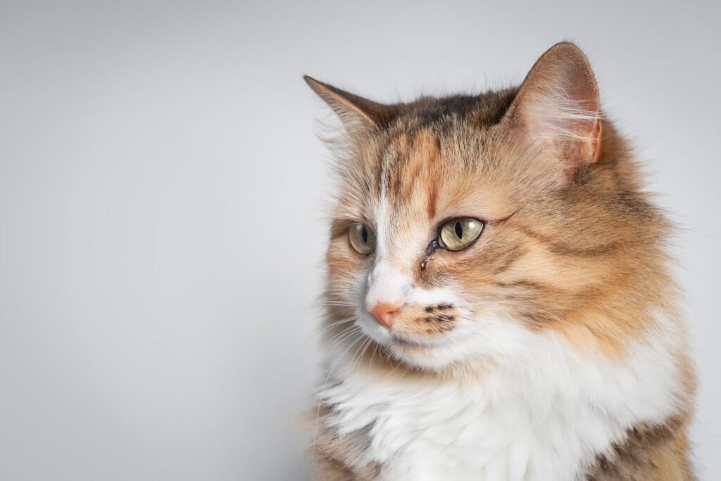 why is my cat’s eye watering; a cat with a watering eye looks to the left.