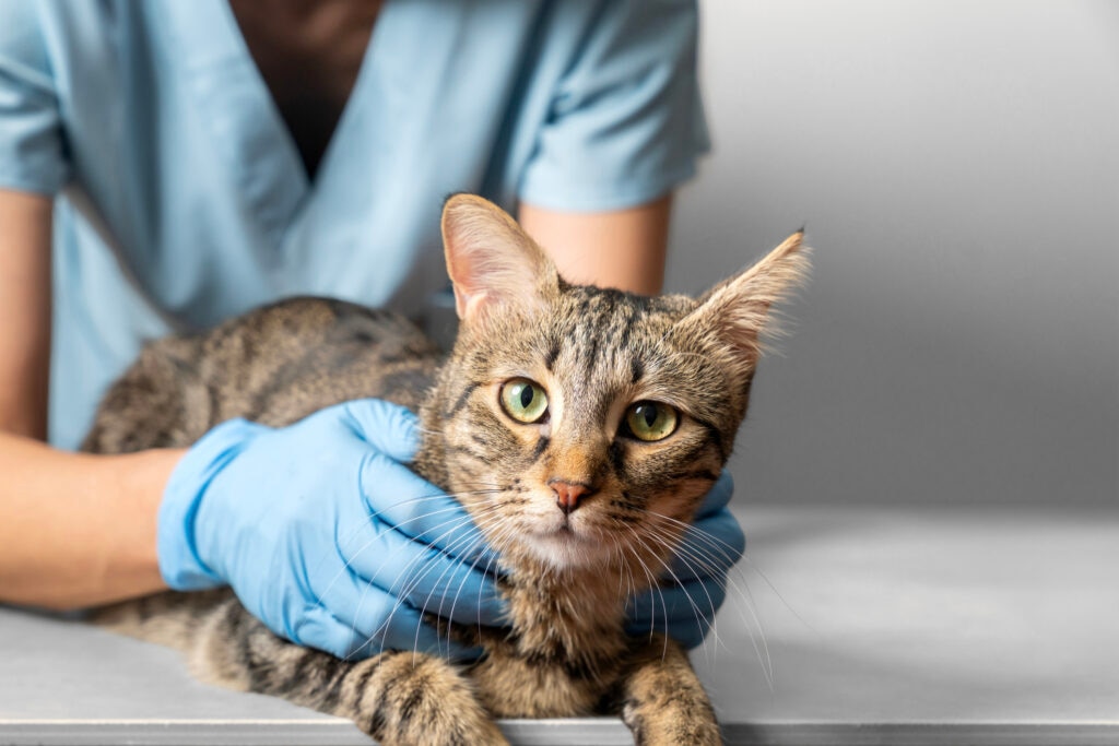 pancreatitis in cats; a cat is held at veterinary office by a vet.