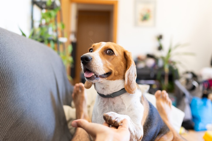 A Beagle gives a paw to his pet parent who is lying on the couch.
