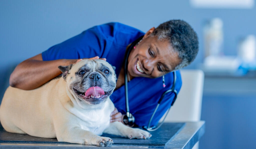 BOAS in dogs; a French Bulldog is examined by a vet.