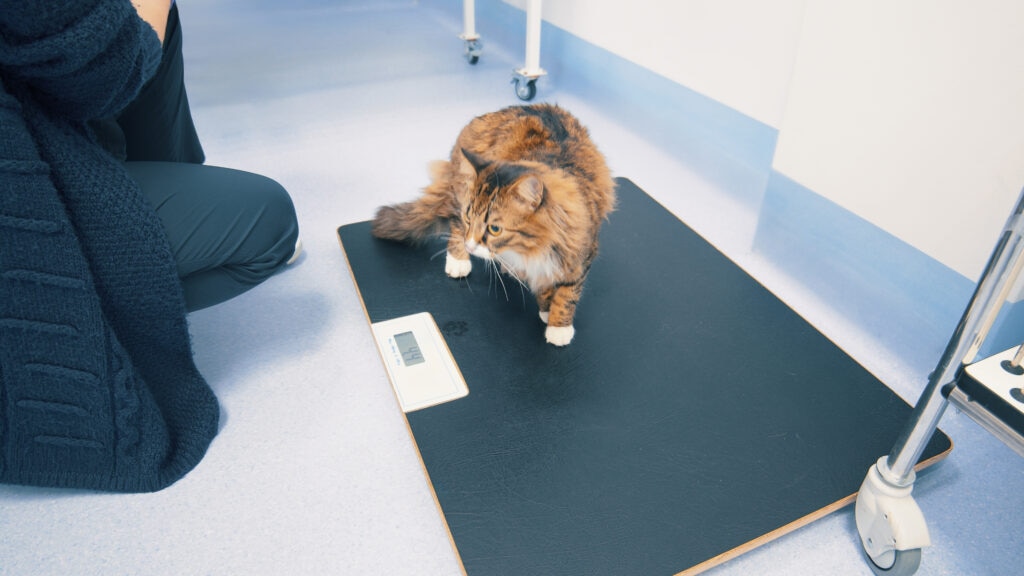 cat losing weight; a cat goes on a veterinary scale to lose weight.