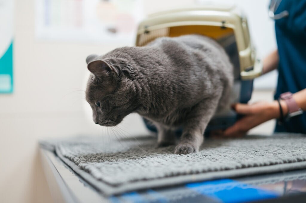 feline mast cell tumors; a cat is examined at a veterinarian office on a table.