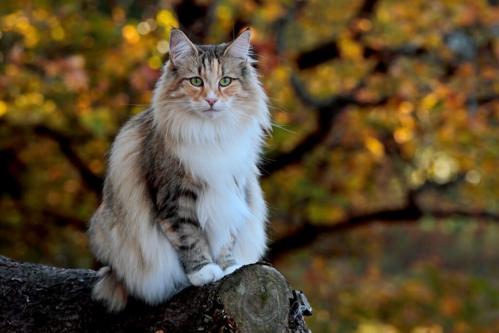 Norwegian Forest Cat sitting among greenery in a forest setting