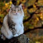 10 Large Cat Breeds