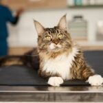 Norwegian Forest Cat vs. Maine Coon: Which Large Cat Breed Is Best for You?