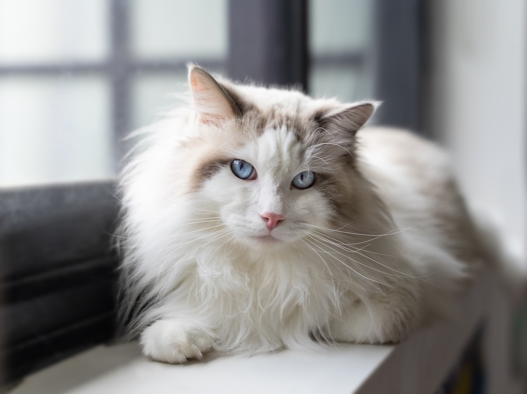 Ragdoll cat sitting on a window ledge looking outside.