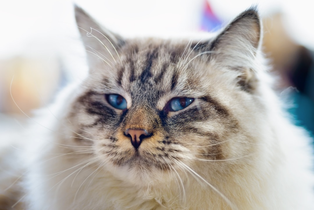 Closeup of a Ragamuffin cat.