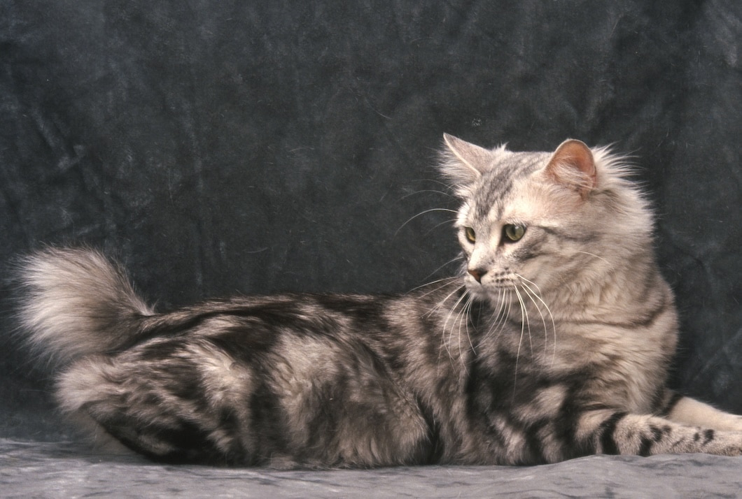 An American Bobtail lying down indoors.