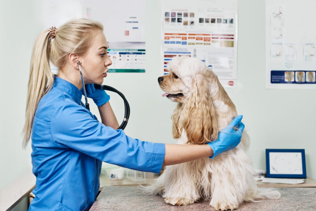 ITP in dogs; a Cocker Spaniel is sitting with a veterinarian.