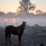 How Hot Is Too Hot to Turn Horses Out?