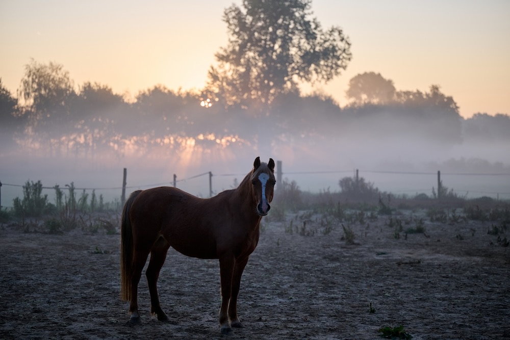 horse turned out in early morning