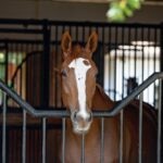 How To Keep Horses Cool in the Barn