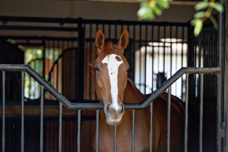Chestnut horse with white blaze looking over stall door