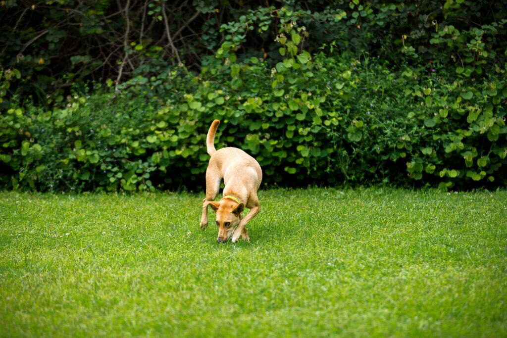 A dog plays on a grass field. Dogs chase their tails for a variety of reasons, including play.
