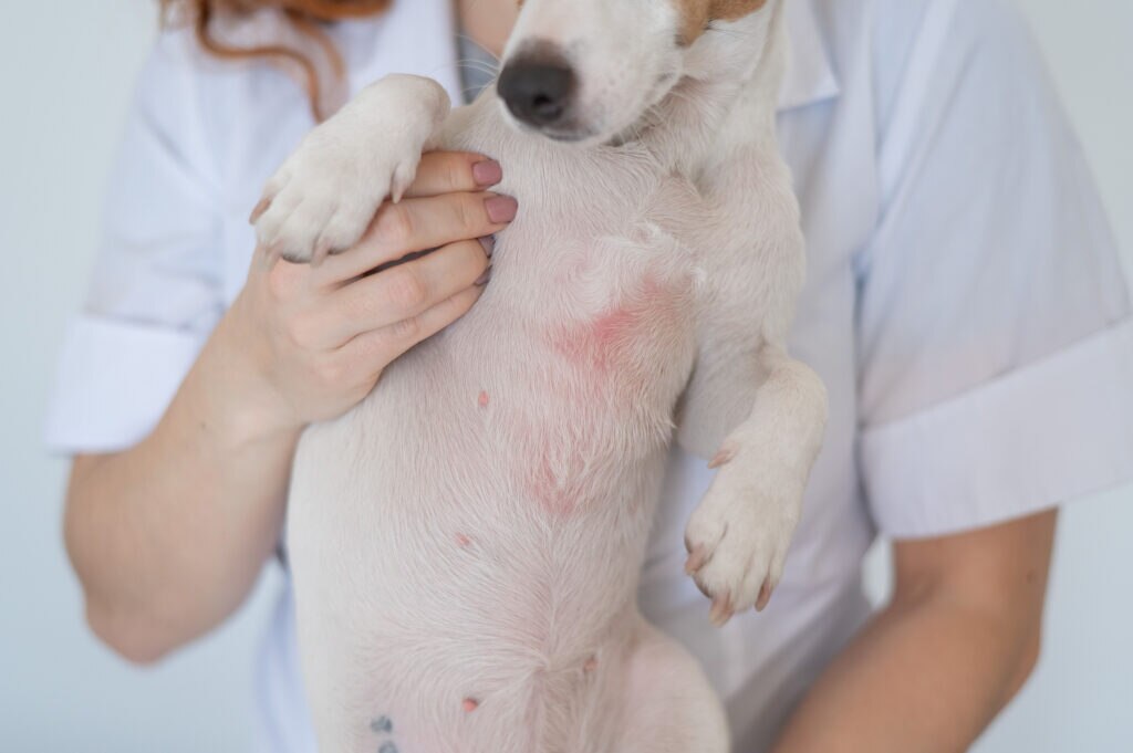 dog skin infections; a vet holds up a dog with a red belly.