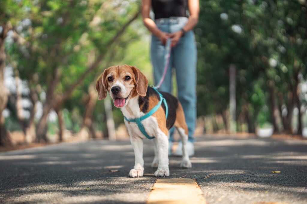 A Beagle on a walk in summer. Learn how to protect dog paws in summer.