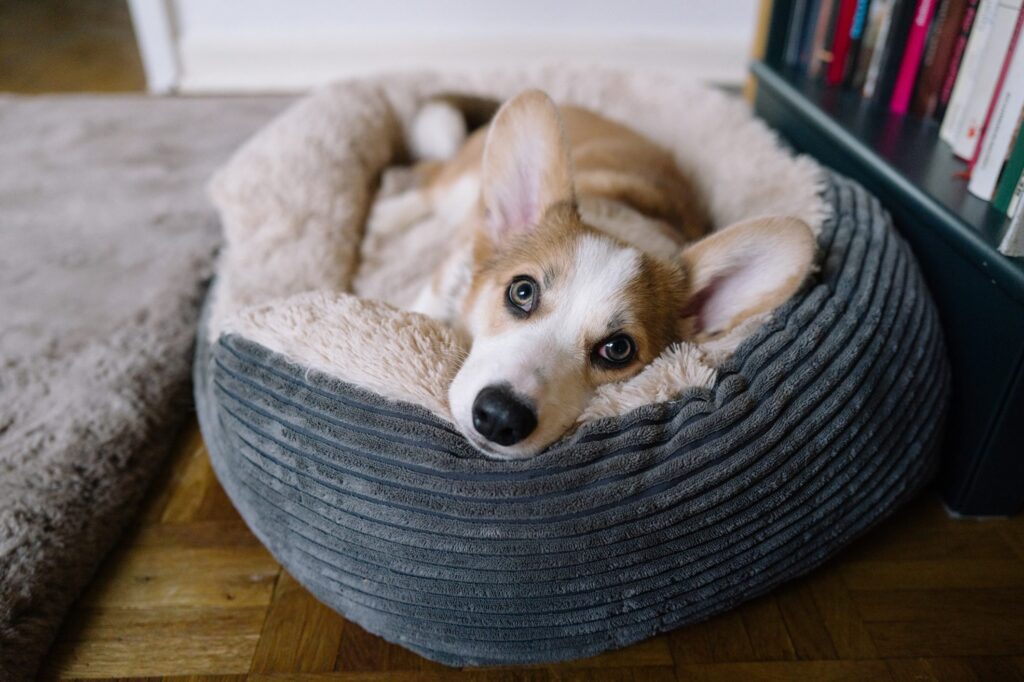 A corgi puppy lying in a dog bed. Learn how to calm a dog naturally.
