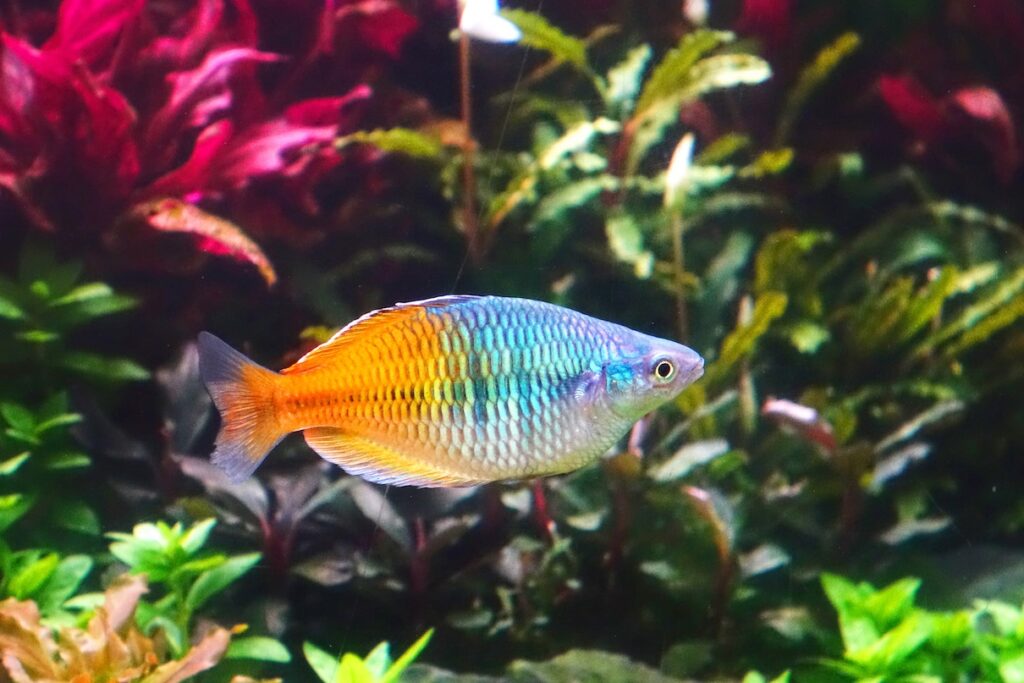 Colorful Boesemani rainbow fish swimming in a freshwater tank.