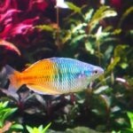 12 Most Colorful Freshwater Aquarium Fish