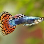 Fancy Guppies Care Sheet