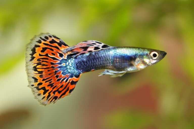 Rainbow fancy guppy swimming in a fish tank