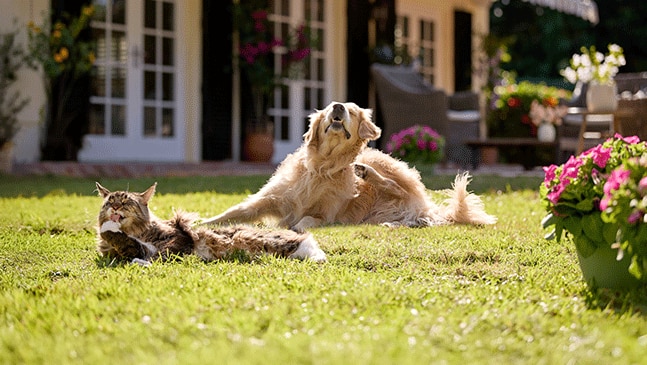 Dog enjoying the sun.