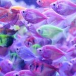 Best Fish for 30 Gallon Aquariums