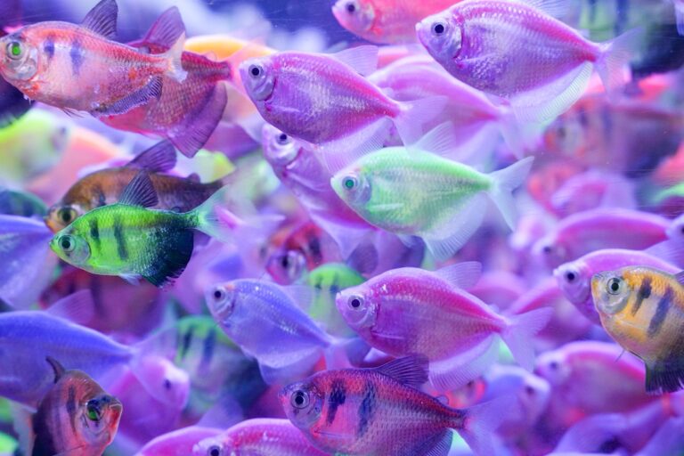 School of neon tetras swimming in a 30-gallon freshwater aquarium.