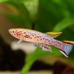 Killifish Care Sheet