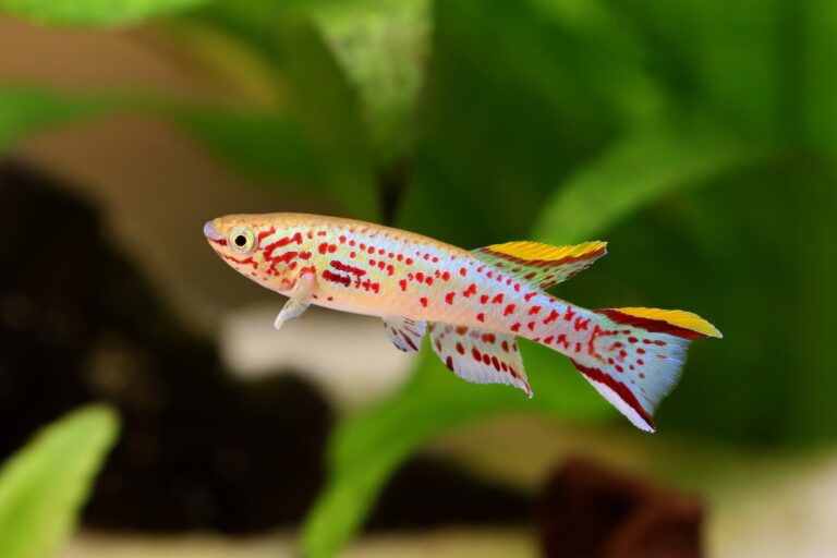 Gardneri killifish swimming in a freshwater tank.