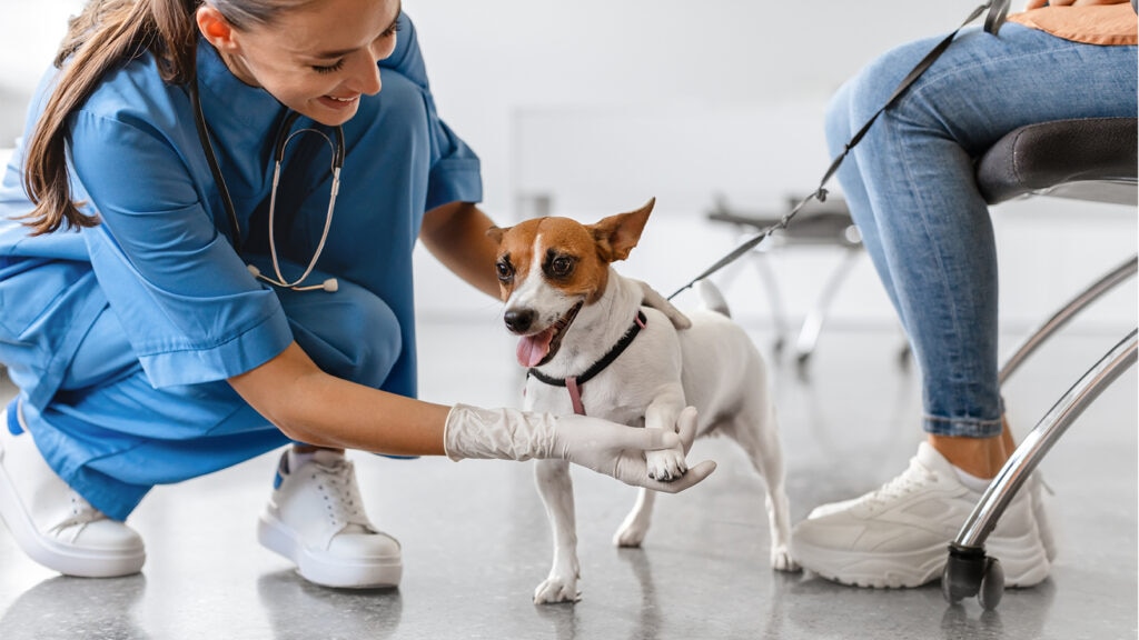 Dog with joint problems having leg examined by vet
