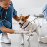 Joint Problems in Dogs: Common Issues and How To Support Joint Health