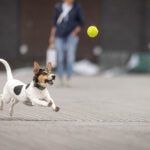 Boswellia for Dogs: What the Evidence Really Shows