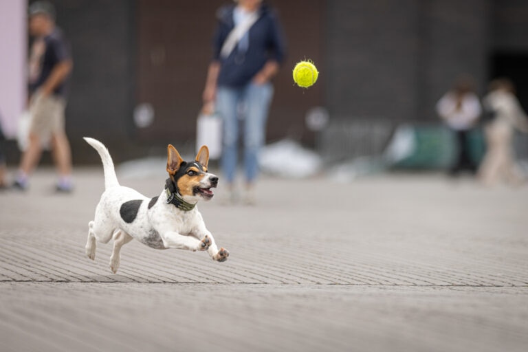 Boswellia has been studied for its ability to help modulate inflammation in canine joint disease.