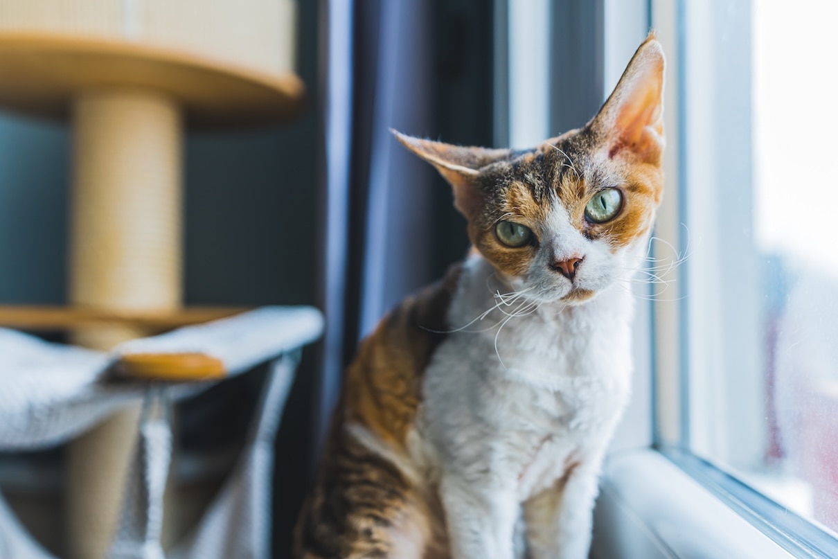 Calico Devon Rex cat sitting at a window