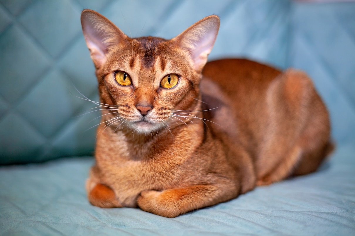 A red Abyssinian cat loafing on a blue couch