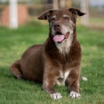 Heart Disease in Dogs: What You Need to Know