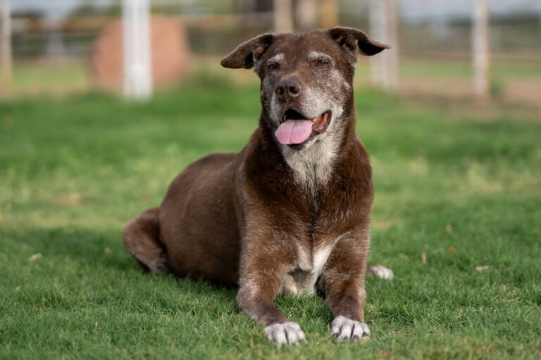 Heart disease is a common diagnoses among senior dogs.