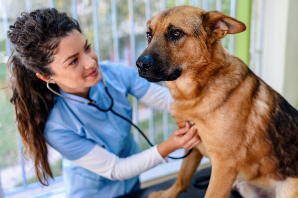 multiple myeloma in dogs; a German Shepherd is examined by a vet.