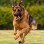 Fastest Dog Breeds