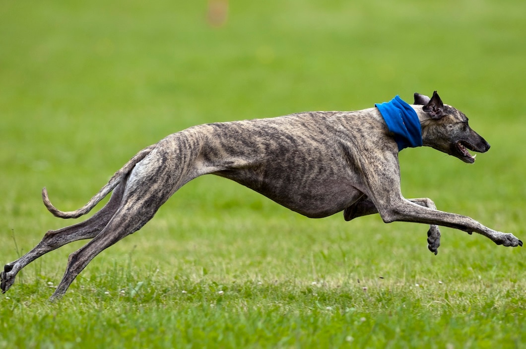 Greyhound racing at full speed during a lure coursing event on a grassy field